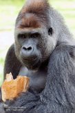 DZK01162916 westelijke laaglandgorilla / Gorilla gorilla gorilla