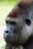 DZK01162918 westelijke laaglandgorilla / Gorilla gorilla gorilla