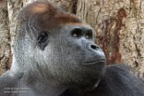 DZK01162923 westelijke laaglandgorilla / Gorilla gorilla gorilla