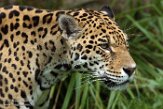 DZK01162939 jaguar / Panthera onca