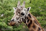 DZL01086996 Rothschildgiraffe / Giraffa camelopardalis rothschildi