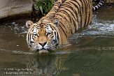 DZL01087314 Siberische tijger / Panthera tigris altaica