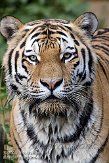 DZL01087374 Siberische tijger / Panthera tigris altaica