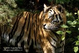 DZL01087393 Siberische tijger / Panthera tigris altaica