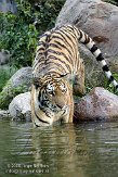 DZL01087428 Siberische tijger / Panthera tigris altaica
