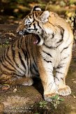 DZL0209A852 Siberische tijger / Panthera tigris altaica