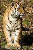 DZL0209A886 Siberische tijger / Panthera tigris altaica