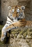 DZL0209A913 Siberische tijger / Panthera tigris altaica