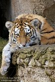 DZL0209A922 Siberische tijger / Panthera tigris altaica
