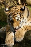 DZL0209A945 Siberische tijger / Panthera tigris altaica