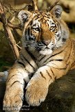 DZL0209A952 Siberische tijger / Panthera tigris altaica