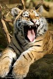 DZL0209A970 Siberische tijger / Panthera tigris altaica