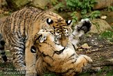 DZL0209B050 Siberische tijger / Panthera tigris altaica