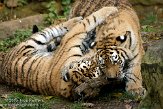 DZL0209B054 Siberische tijger / Panthera tigris altaica