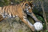 DZL0209B071 Siberische tijger / Panthera tigris altaica