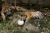 DZL0209B080 Siberische tijger / Panthera tigris altaica