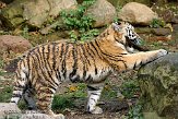 DZL0209B095 Siberische tijger / Panthera tigris altaica