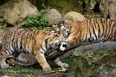 DZL0209B105 Siberische tijger / Panthera tigris altaica