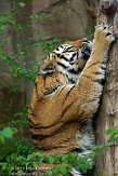 DZL01122930 Siberische tijger / Panthera tigris altaica