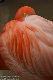 DZL02123041 Cubaanse flamingo / Phoenicopterus ruber
