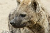 DZL02123096 gevlekte hyena / Crocuta crocuta
