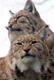 DZM01181530 Karpatische lynx / Lynx lynx carpathicus