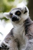 DPM01116536 ringstaartmaki / Lemur catta
