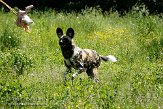 DHM01086117 Afrikaanse wilde hond / Lycaon pictus