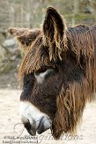 DAM0109B806 Poitou ezel / Equus africanus asinus