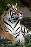 DAM0109B886 Siberische tijger / Panthera tigris altaica