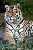 DAM0109B889 Siberische tijger / Panthera tigris altaica