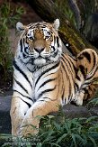 DAM0109B903 Siberische tijger / Panthera tigris altaica