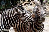 DNZ01089389 Damara zebra / Equus quagga burchellii