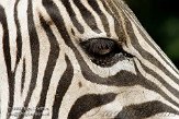 DNZ01089398 Damara zebra / Equus quagga burchellii