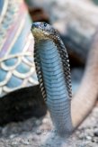 DTZ01165630 Arabische cobra / naja arabica