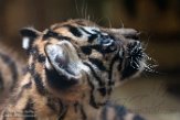 DNR01191431 Sumatraanse tijger / Panthera tigris sumatrae
