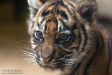 DNR01191433 Sumatraanse tijger / Panthera tigris sumatrae