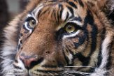DNR01191439 Sumatraanse tijger / Panthera tigris sumatrae