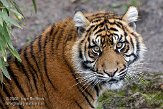 DWS01082656 Sumatraanse tijger / Panthera tigris sumatrae