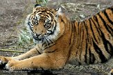 DWS01082666 Sumatraanse tijger / Panthera tigris sumatrae