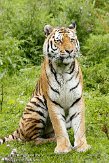 DZW01117093 Siberische tijger / Panthera tigris altaica