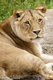 DZW01117124 Afrikaanse leeuw / Panthera leo