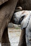 DZW01117151 Zuid-Afrikaanse olifant / Loxodonta africana africana