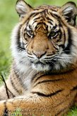 DZW01117197 Sumatraanse tijger / Panthera tigris sumatrae