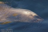 DBH01114187 Patagonische zeeleeuw / Otaria flavescens