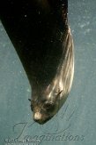 DBH01114311 Zuid-Afrikaanse zeebeer / Arctocephalus pusillus pusillus