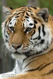 GBPW01165286 Siberische tijger / Panthera tigris altaica