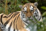 GBPW01165293 Siberische tijger / Panthera tigris altaica