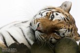 GBPW01165385 Siberische tijger / Panthera tigris altaica