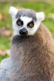 GBWW01165483 ringstaartmaki / Lemur catta